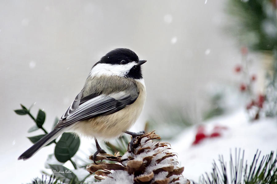 Winter Chickadee Photograph by Christina Rollo