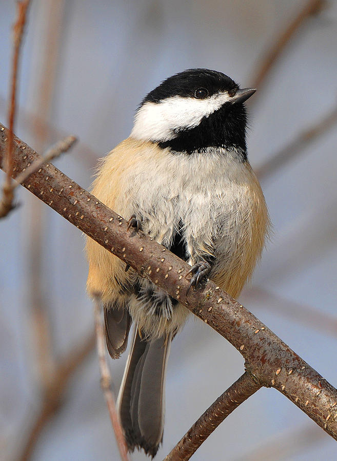 Winter Chickadee Photograph by David Marr - Fine Art America