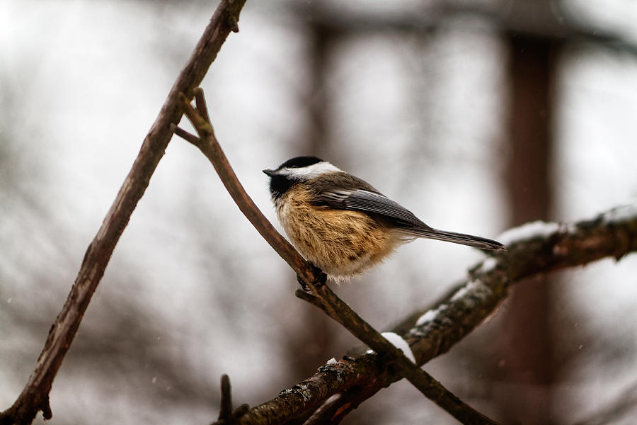 Winter Chickadee Photograph by Lars Lentz