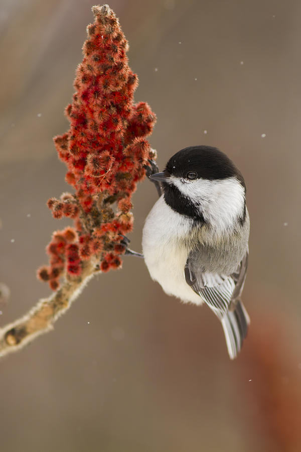 Winter Chickadee Photograph by Mircea Costina Photography