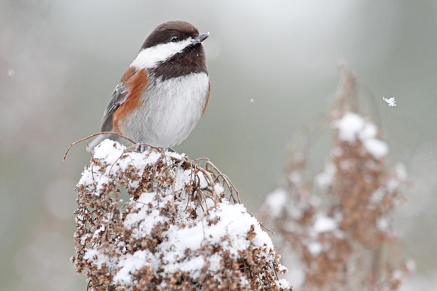 Winter Chickadee Photograph by Peggy Collins