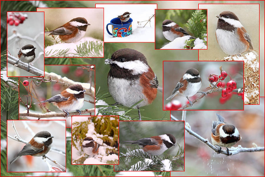 Winter Chickadees Collage Photograph by Peggy Collins