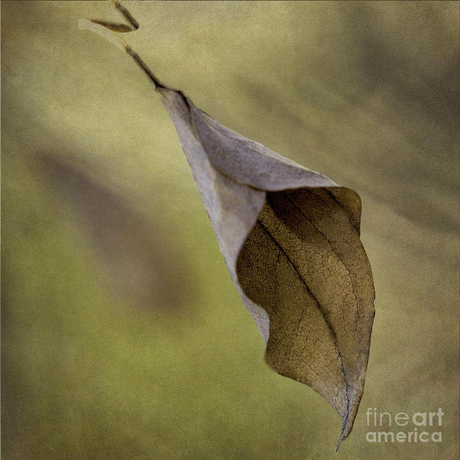 Autumn Leaf Photograph - Winter Clematis by Cheryl Butler