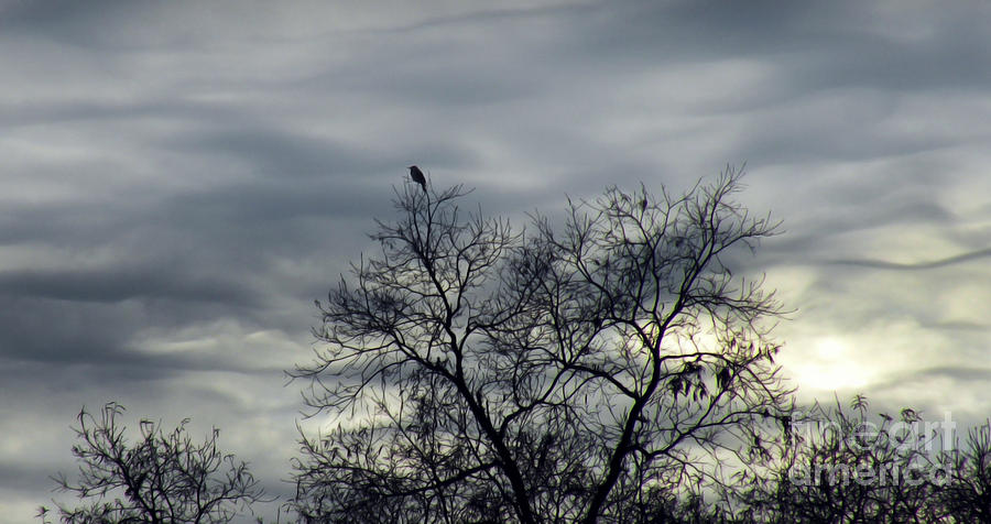 Winter Clouds and Crow Photograph by Deborah Smith