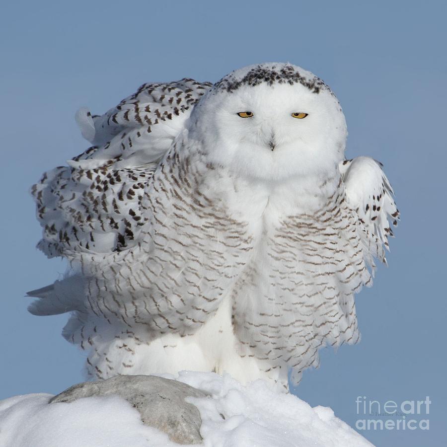 Owl Photograph - Winter Coat by Heather King