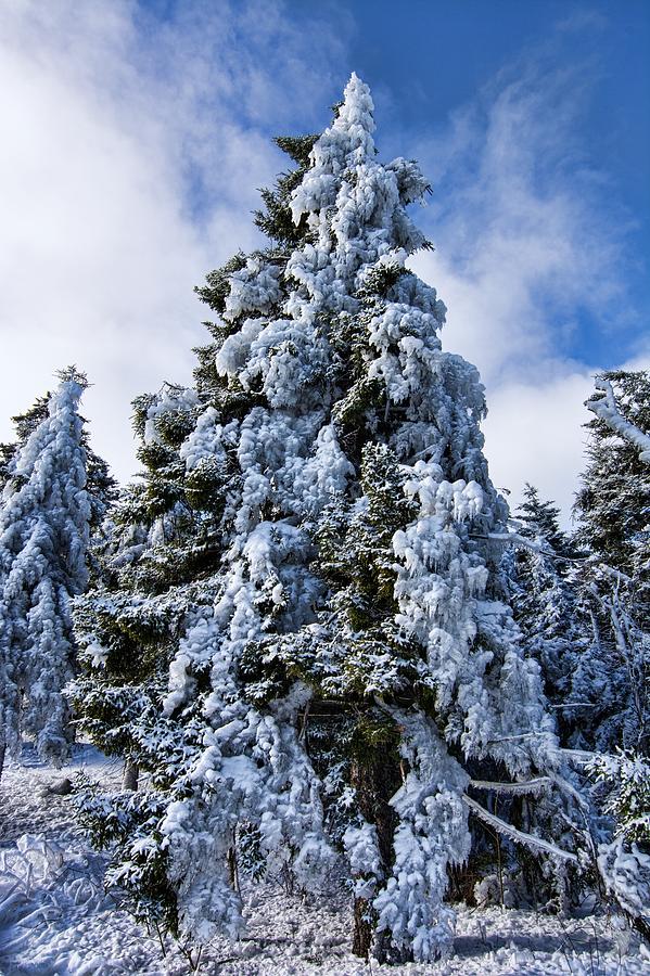 Winter Coat Photograph by Mark Chertok - Fine Art America