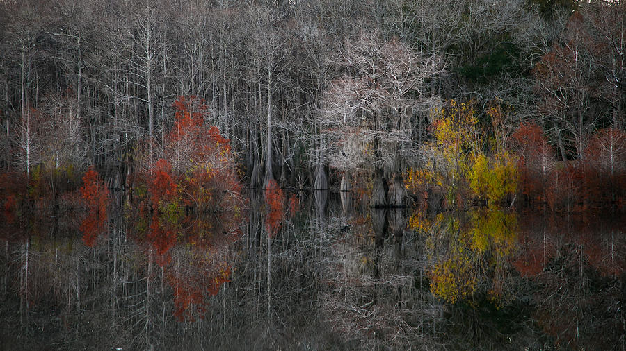 Winter Colors at Dead Lakes Photograph by Jurgen Lorenzen