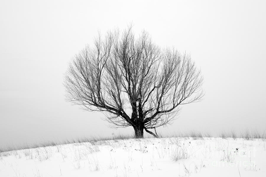 Tree On A Hill #1 Photograph by Glenn Gordon