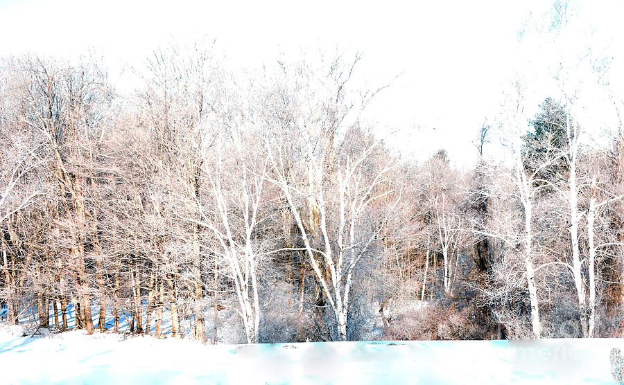 Winter Colors Photograph by Marcia Lee Jones