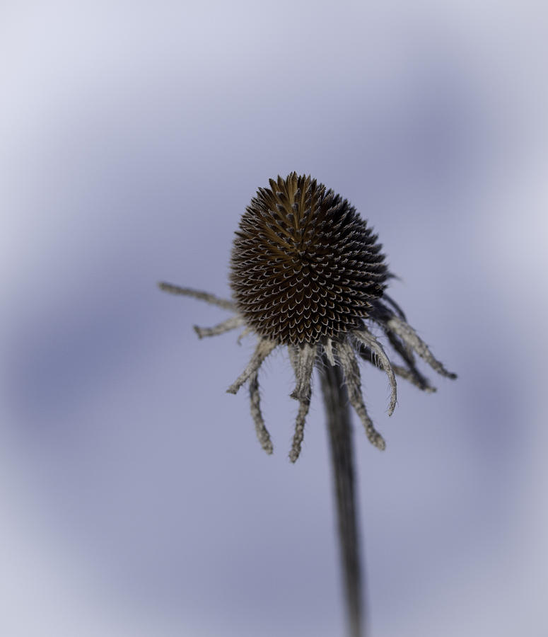 Winter Cone Flower Photograph by Thomas Young