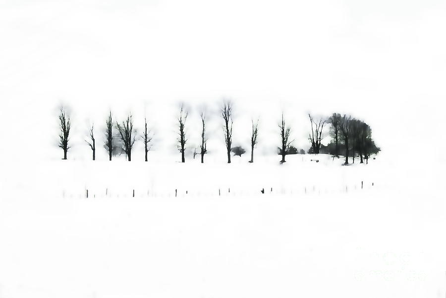 Winter Contrast Photograph by Andrea Kollo
