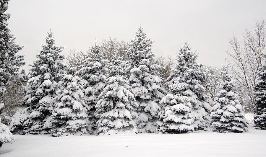 Winter Copse Photograph by Wesley Elsberry - Fine Art America