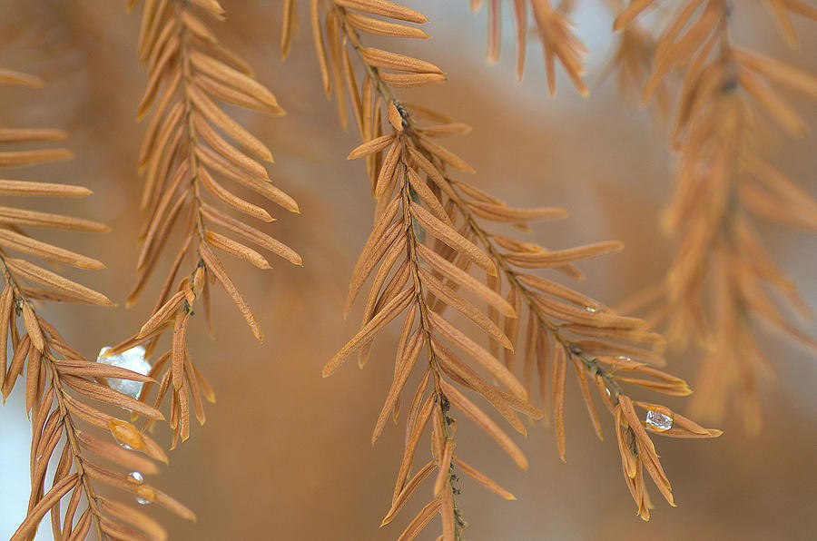 Winter Coral Photograph by Fraida Gutovich