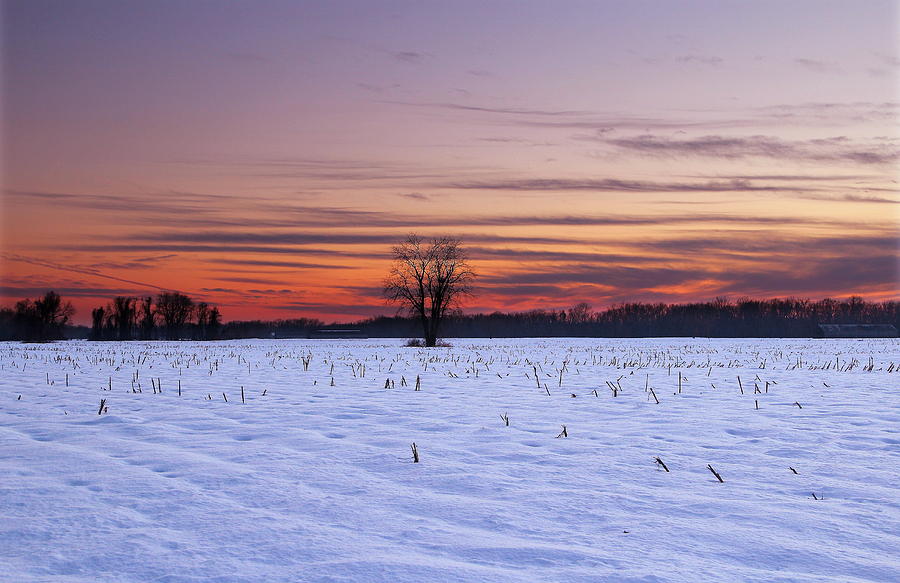 Winter Corn Field Photograph by Andrea Galiffi