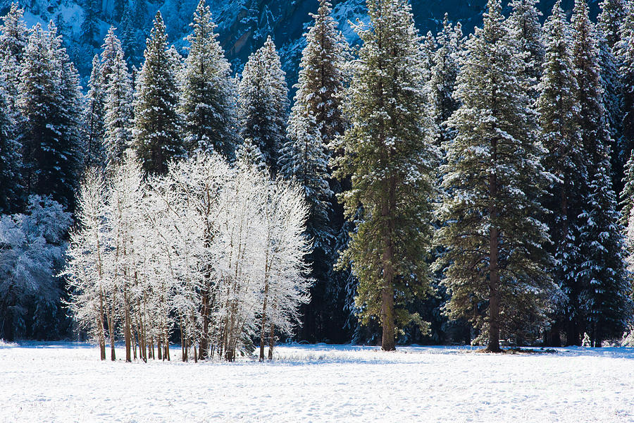 Winter Cottonwoods Photograph by Dan Hartford