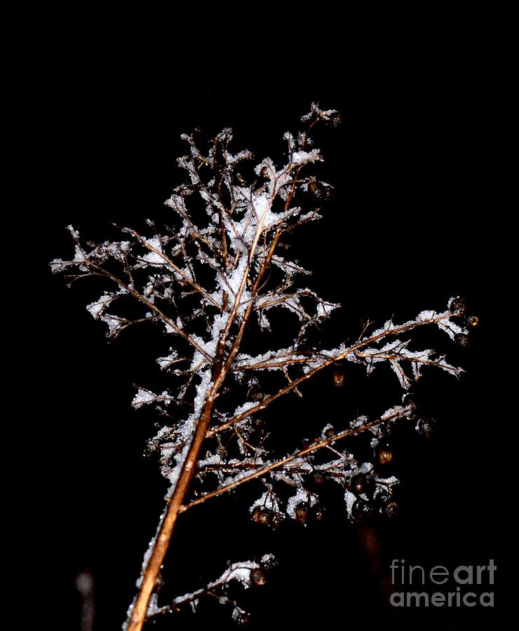 Winter Crepe Myrtle Photograph by Maria Urso