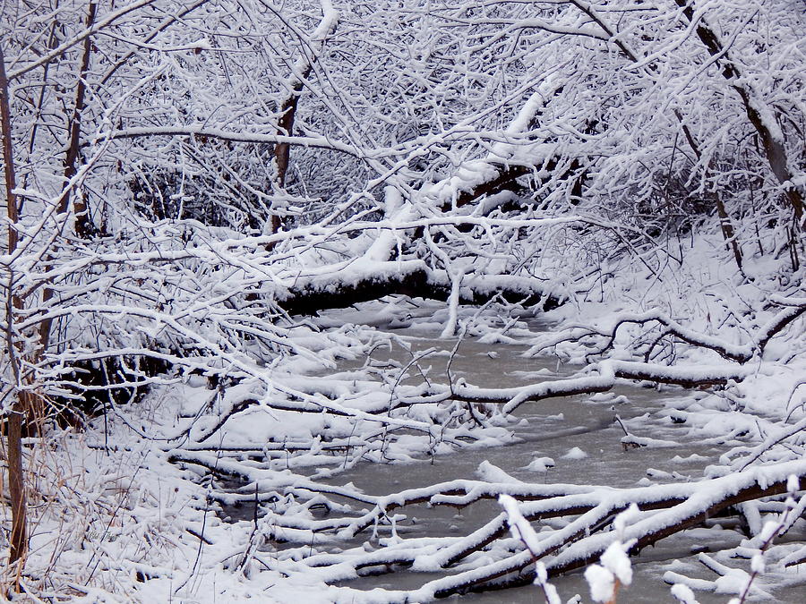 Winter Crick Photograph by Wild Thing