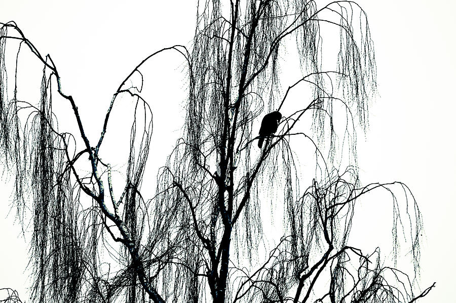 Winter Crow Photograph by Ronda Broatch