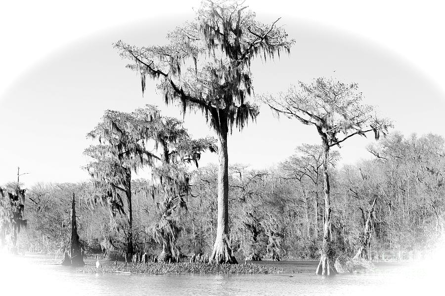Swamp Cypresses in Black and White with Vignette Photograph by Carol Groenen