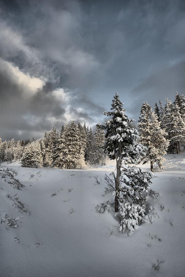 Winter Photograph by David Andersen