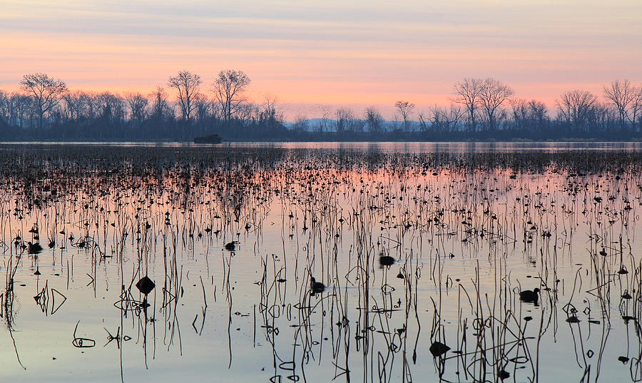 Winter Dawn at Horseshoe Lake Photograph by Scott Rackers