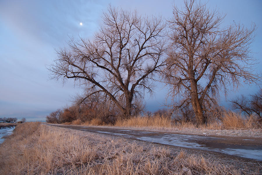 Winter Dawn Moon and Tree Landscape Photograph by Cascade Colors