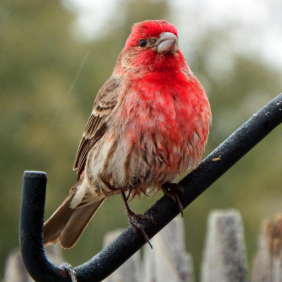 Winter Day House Finch Photograph by David G Paul