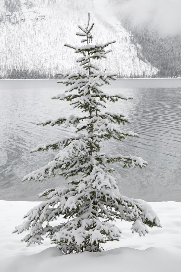 Winter Decor Photograph by Diane Bohna