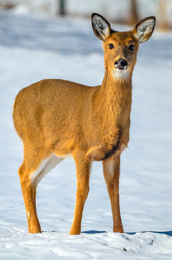 Winter Deer Photograph by Brian Stevens