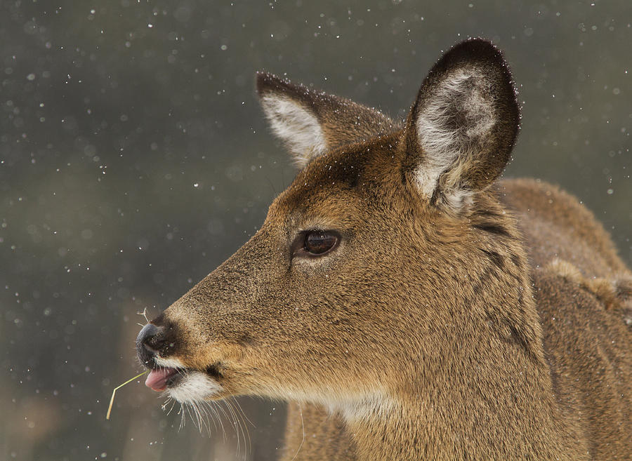 Winter Deer Photograph by Mircea Costina Photography