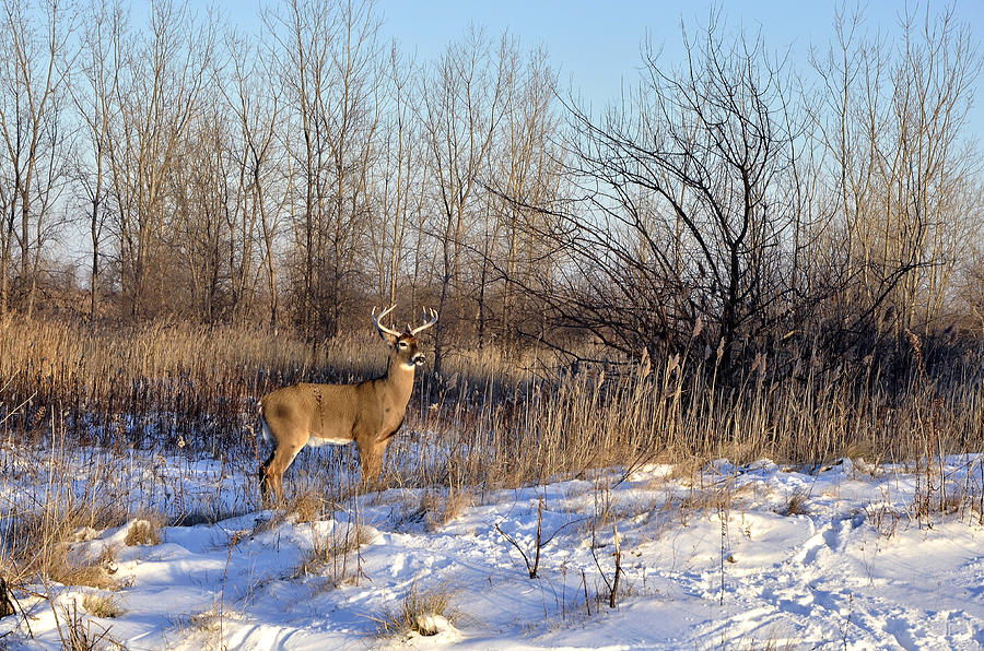 Winter Deer Photograph by Steve Tracy