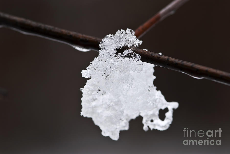 Winter Photograph - Winter detail by Elena Elisseeva