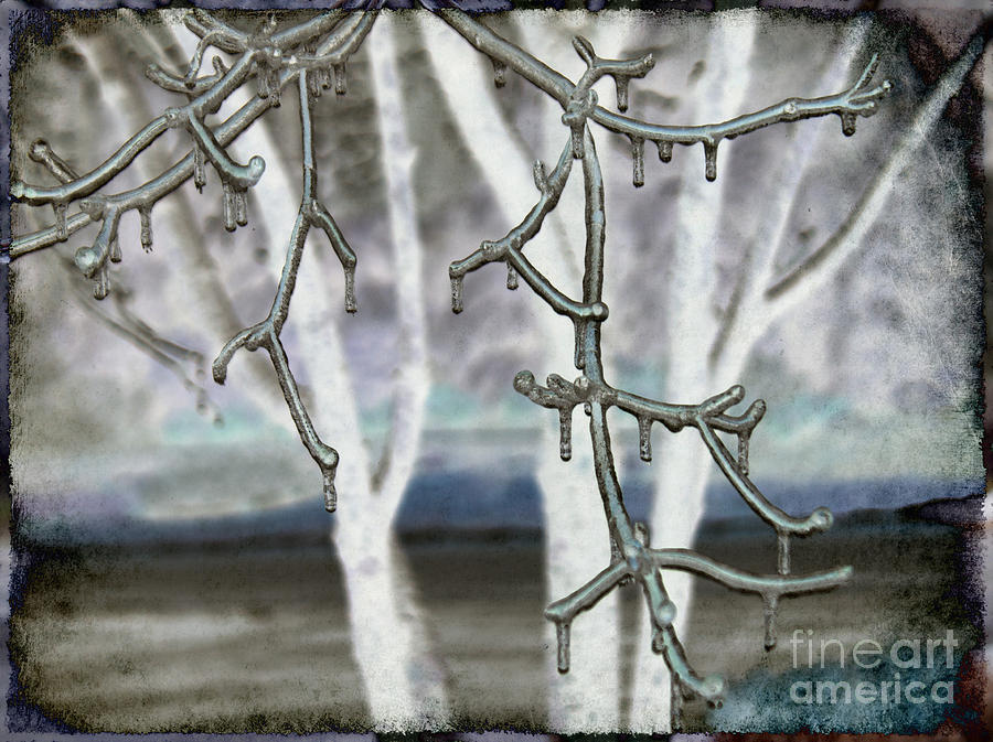Winter Diffused Photograph by Arlene Carmel