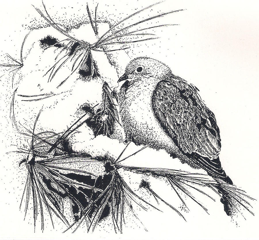 Winter Dove Drawing by Petra Stephens