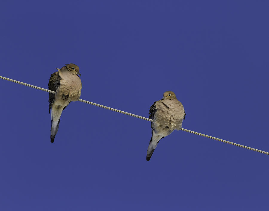 Bird Photograph - Winter Doves by Thomas Young