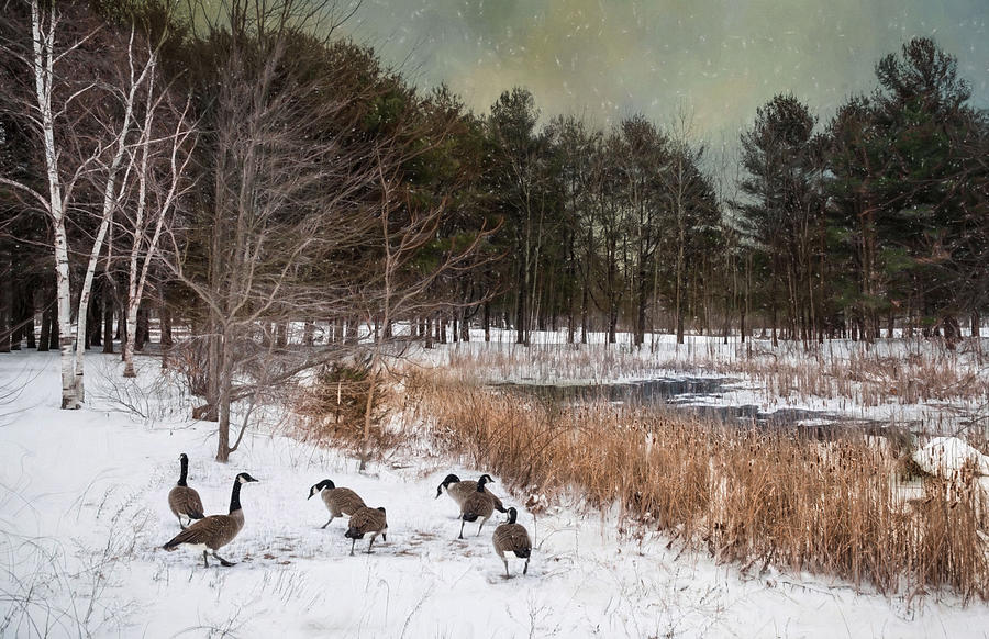 Geese Photograph - Winter Down by Robin-Lee Vieira