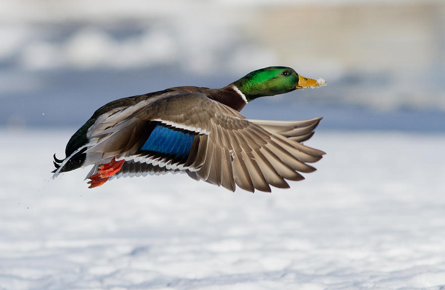 Animal Photograph - Winter Duck by Mircea Costina Photography
