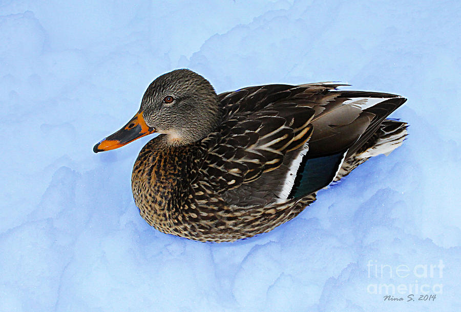 Winter Duck Photograph by Nina Silver