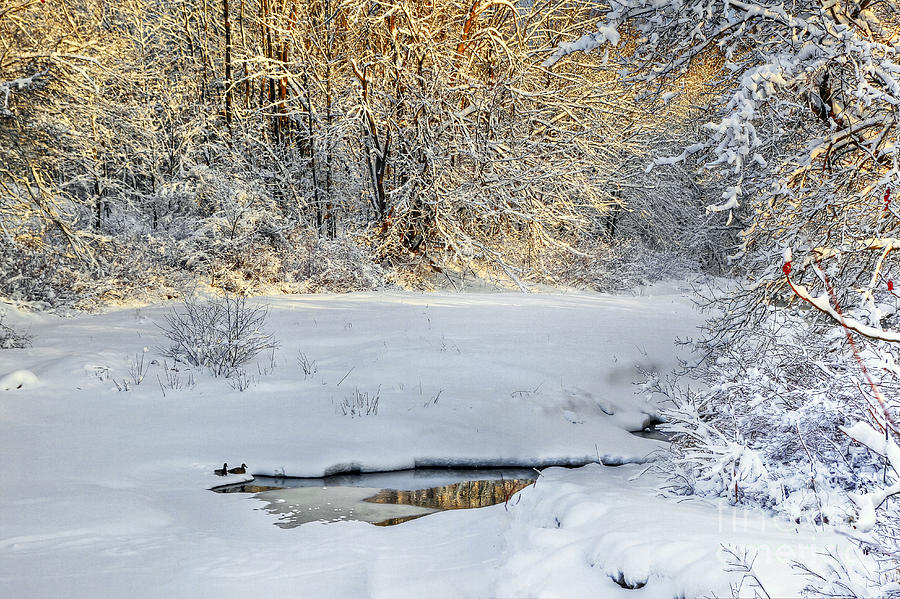 Winter Ducks Photograph by Brenda Giasson