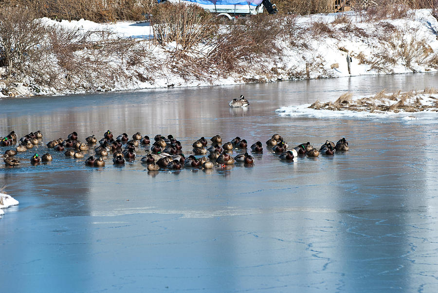 Winter Ducks Photograph by Eunice Harris