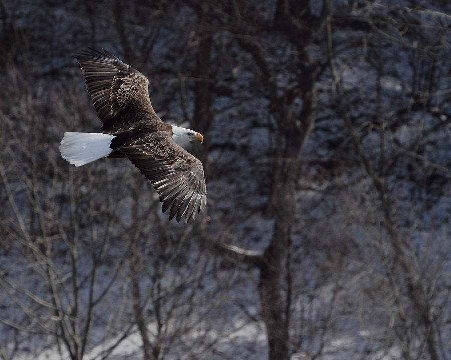 Winter Eagle Flight Photograph by Coby Cooper