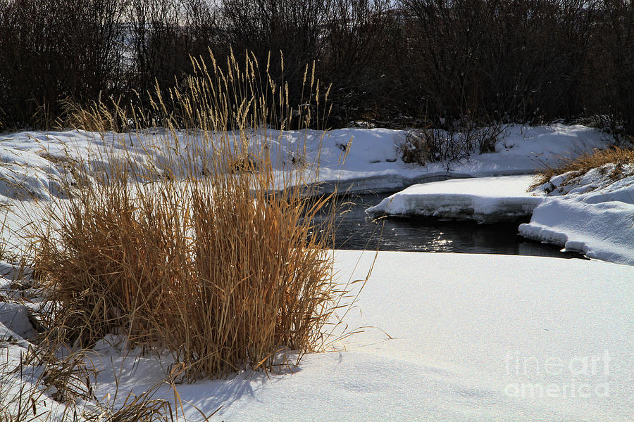 Winter Photograph - Winter by Edward R Wisell