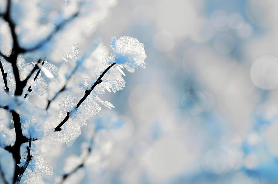 Winter Photograph by Elenaleonova Winter Photograph by Elenaleonova
