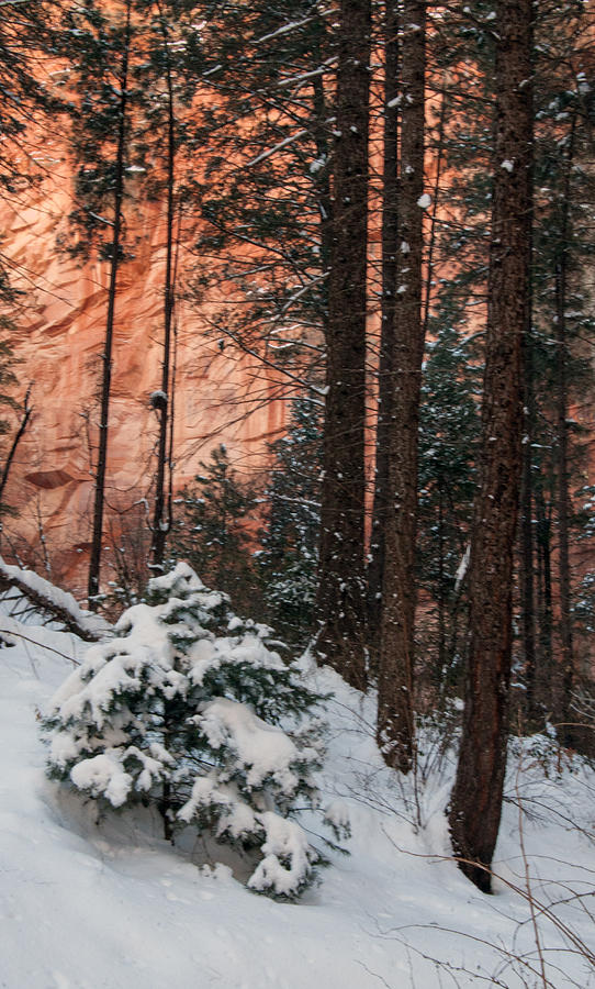 Winter Photograph - Winter Enchantment by Tam Ryan