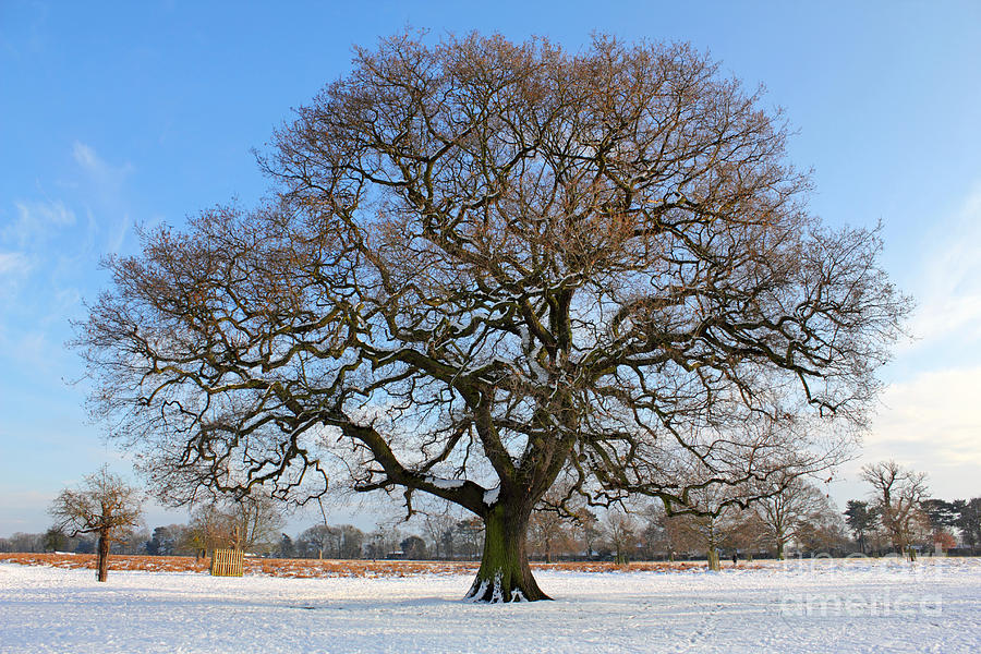 Winter English Oak Photograph by Julia Gavin