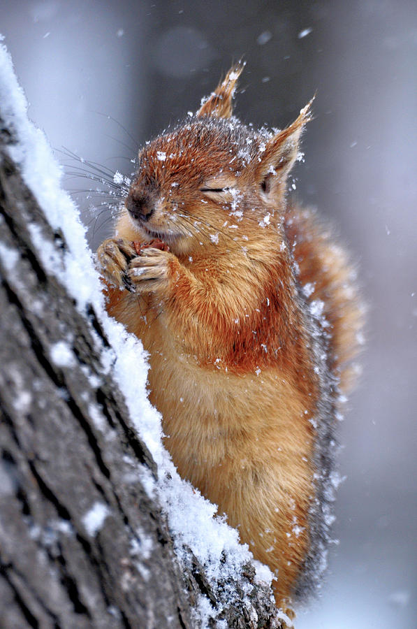 Wildlife Photograph - Winter by Ervin Kobak?i