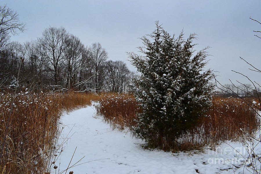 Winter Evergreen Tree Path Photograph by Amy Lucid