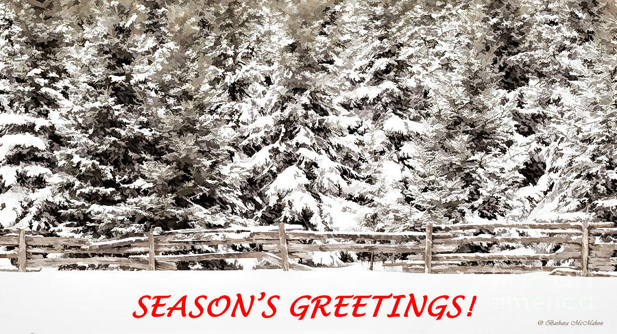 Winter Evergreens Greeting Card Photograph by Barbara McMahon