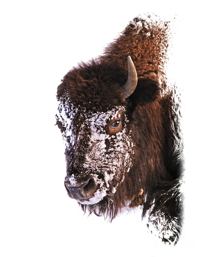 Buffalo Photograph - Winter Face Buffalo Profile by Timothy Flanigan