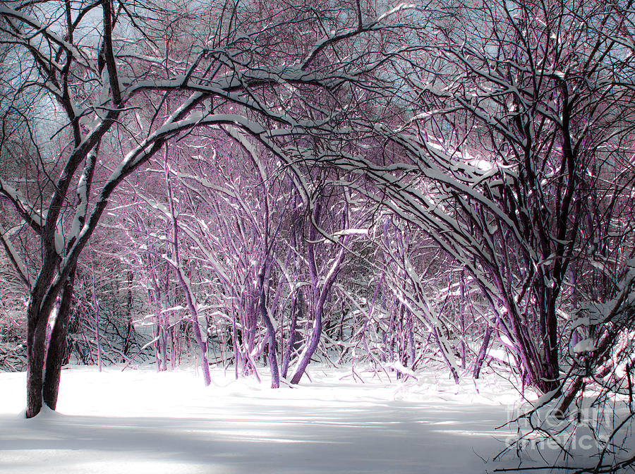 Winter Faeries Photograph by Barbara McMahon